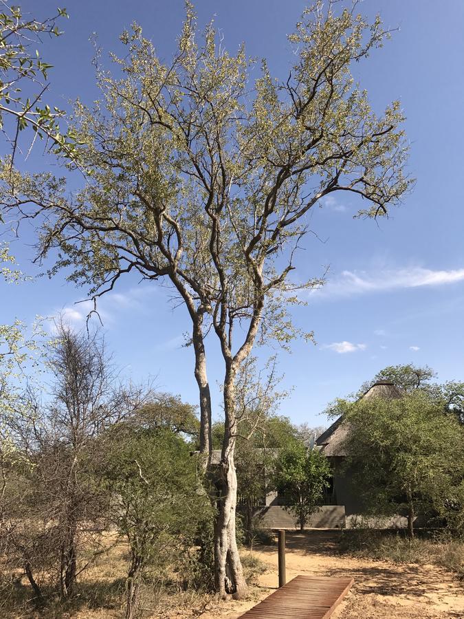 הודספרויט Leadwood Lodge מראה חיצוני תמונה